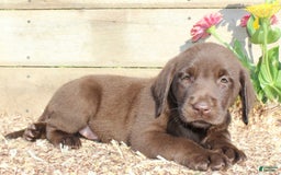 Labrador Retriever dogs for sale: Eric - Image 3