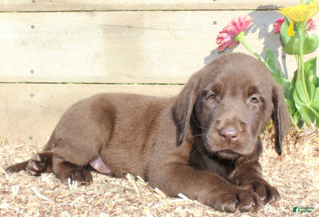 Labrador Retriever dogs for sale: Eric - Image 3