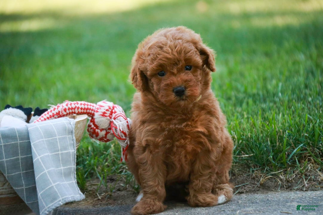 Miniature Poodle dogs for sale: Jackson - Image 2