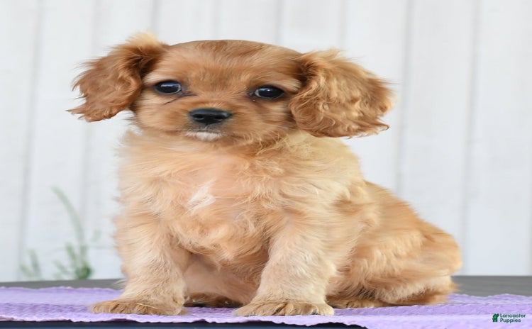 Cavalier King Charles Spaniel dogs for sale - Ad 2