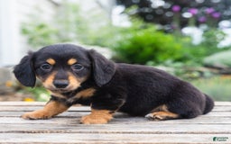 Miniature Dachshund dogs for sale: Shorty - Image 4