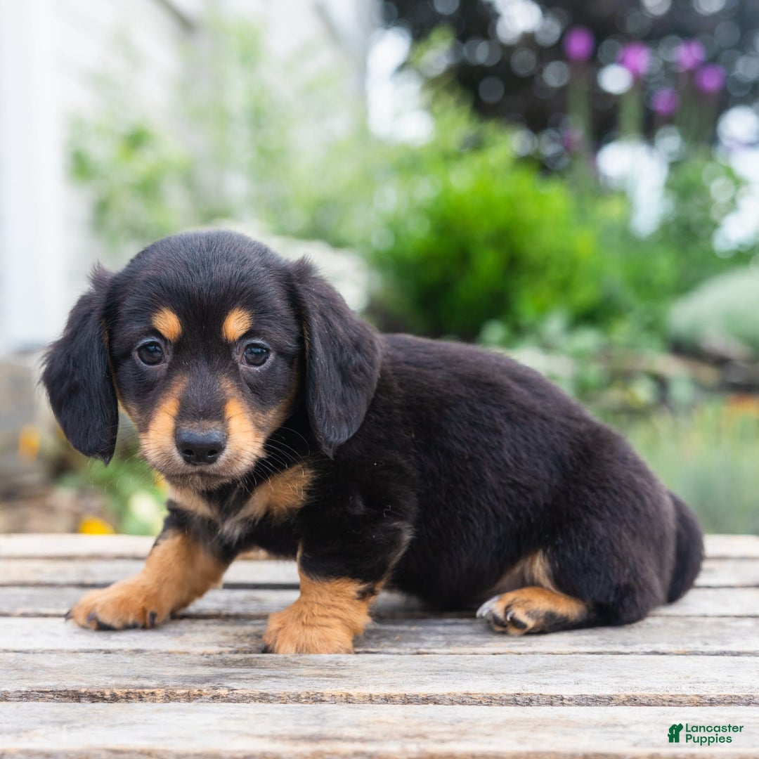 Miniature Dachshund dogs for sale: Shorty - Image 4