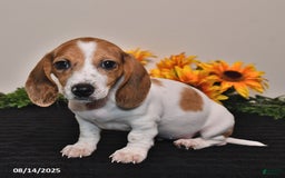 Miniature Dachshund dogs for sale: Rosie - Image 5