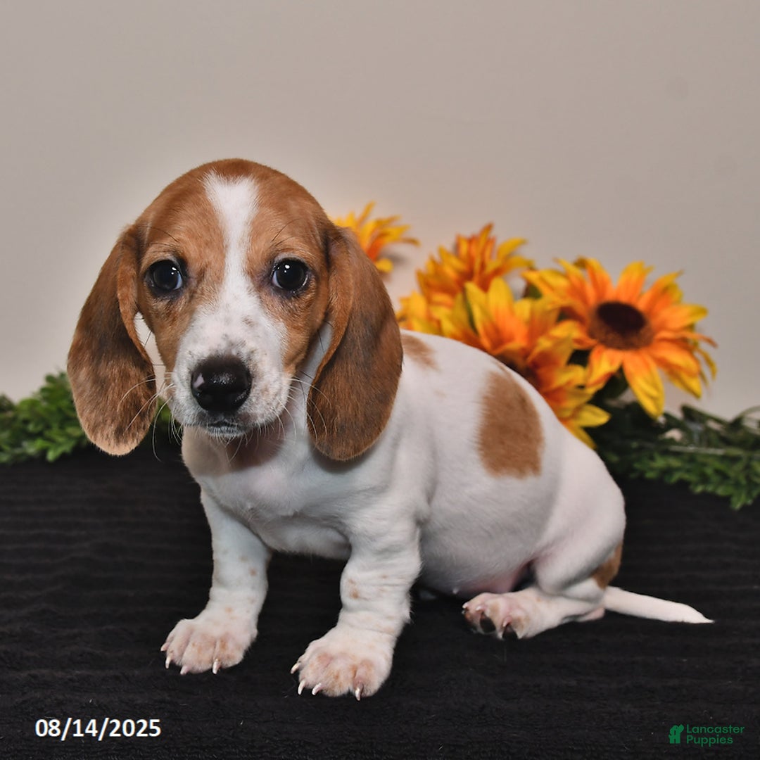 Miniature Dachshund dogs for sale: Rosie - Image 5