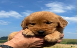 Golden Retriever dogs for sale: Copper - Image 30