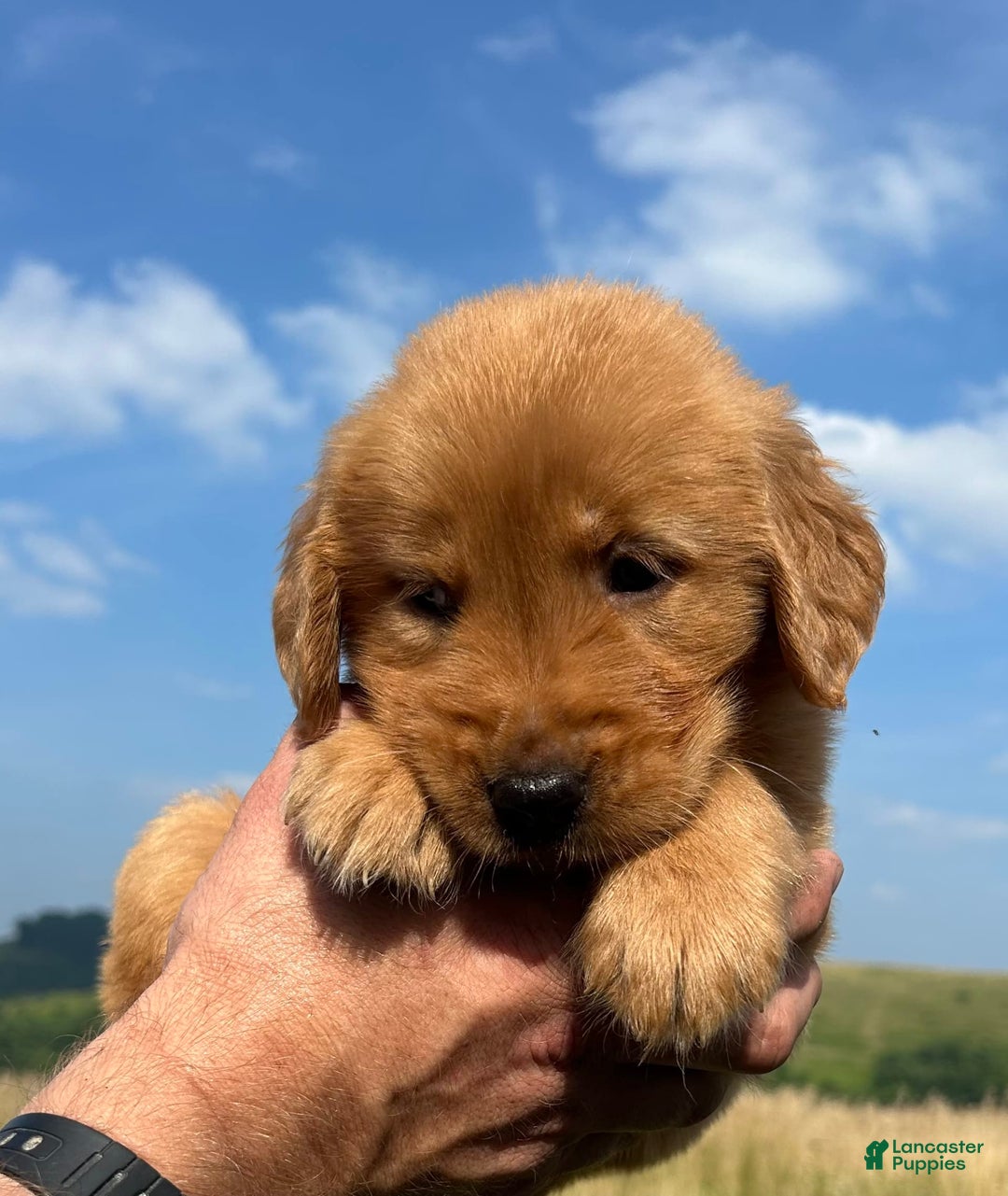 Golden Retriever dogs for sale: Copper - Image 30