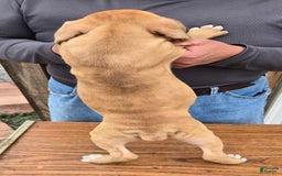 Staffordshire Bull Terrier dogs for sale: Hawks Rosie - Image 3