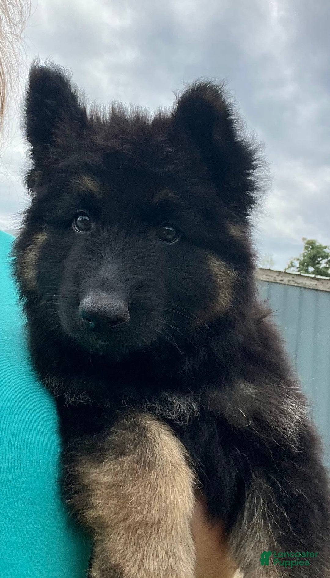 German Shepherd dogs for sale: Bear - Image 7
