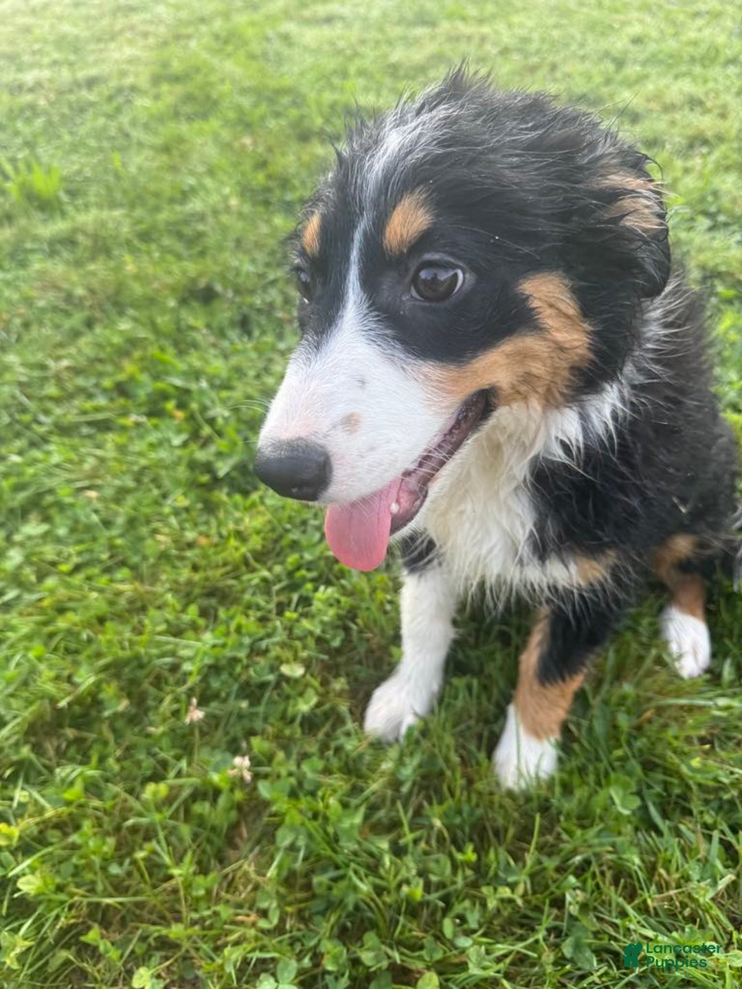 Australian Shepherd dogs for sale: Ahsoko - Image 30