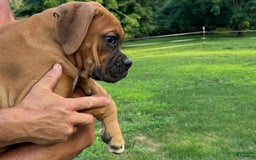 Boxer dogs for sale: Chaz - Image 4