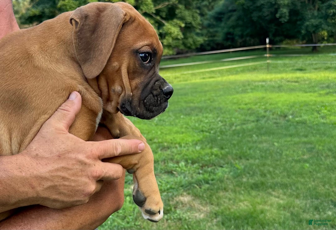 Boxer dogs for sale: Chaz - Image 4