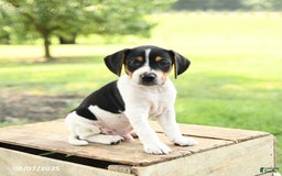 Beagle dogs for sale: Lucky - Image 1