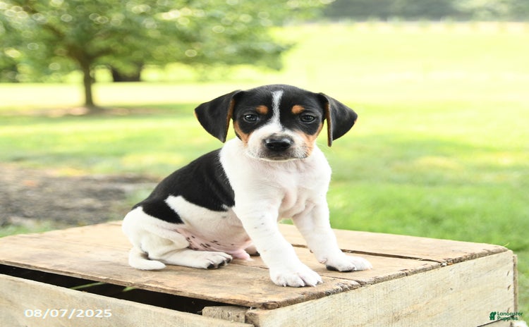 Beagle dogs for sale - Ad 1