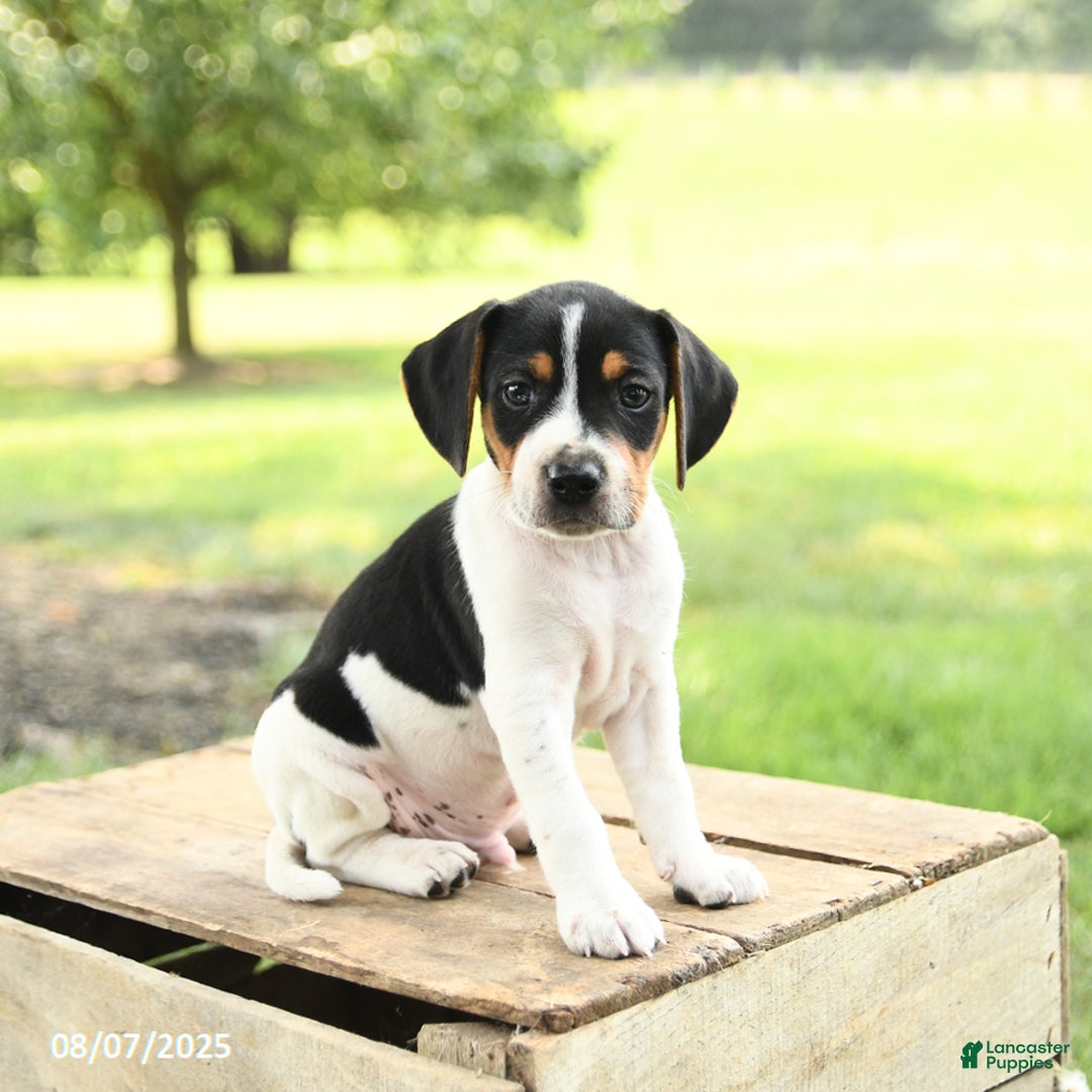 Beagle dogs for sale: Lucky - Image 1