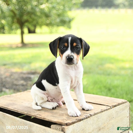 Beagle dogs for sale - Ad 1