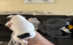 French Bulldog dogs for sale: Cow - Image 2