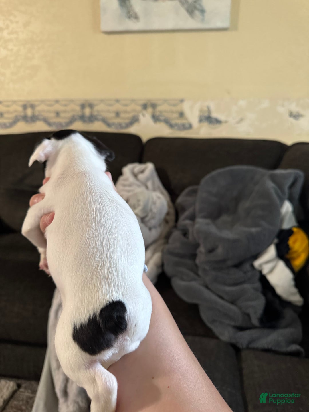 French Bulldog dogs for sale: Cow - Image 2