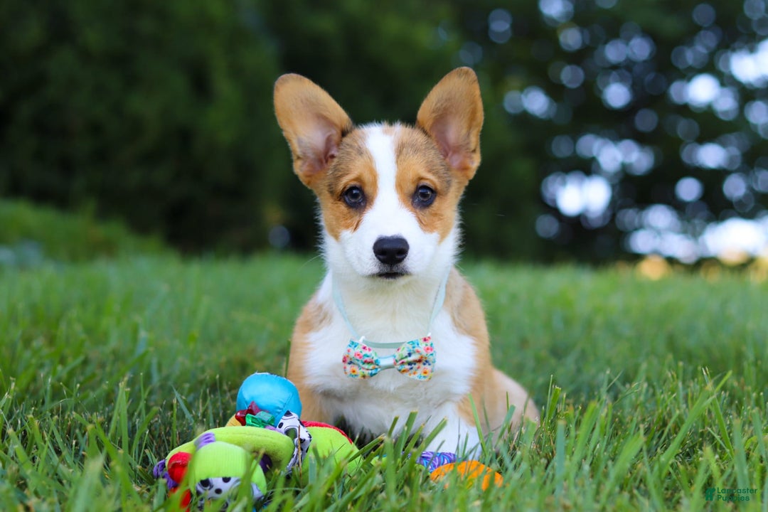 Welsh Corgi Pembroke dogs for sale: Bentley - Image 2