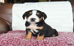 Greater Swiss Mountain Dog dogs for sale: Georgia - Image 10