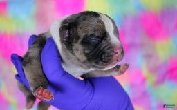 American Bully dogs for sale: Black Brindle Merle Male - Image 16