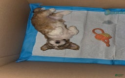 Shih Tzu dogs for sale: Sleepy Brown - Image 3