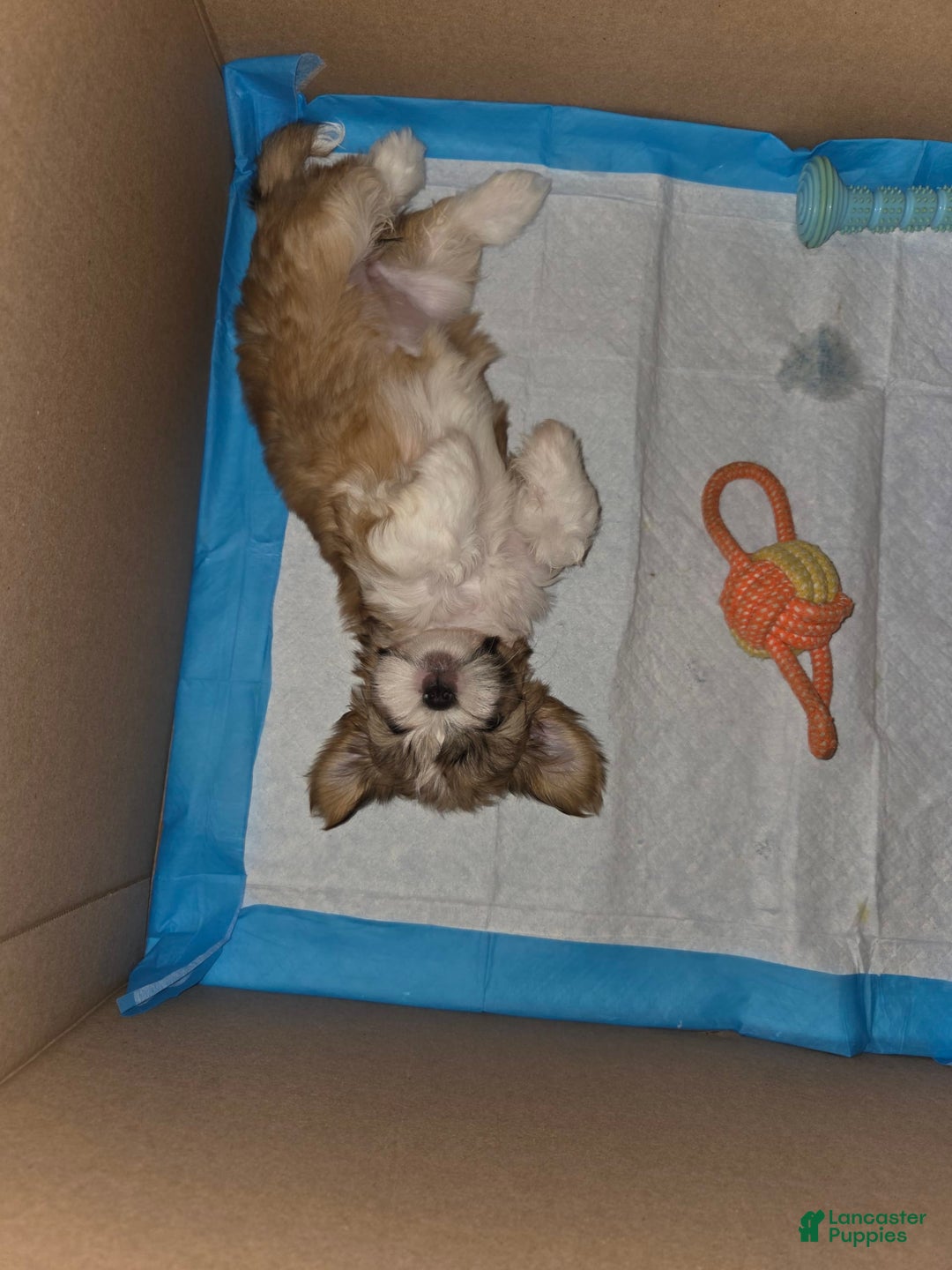 Shih Tzu dogs for sale: Sleepy Brown - Image 3