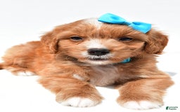 Mini Goldendoodle dogs for sale: Toby - Image 4