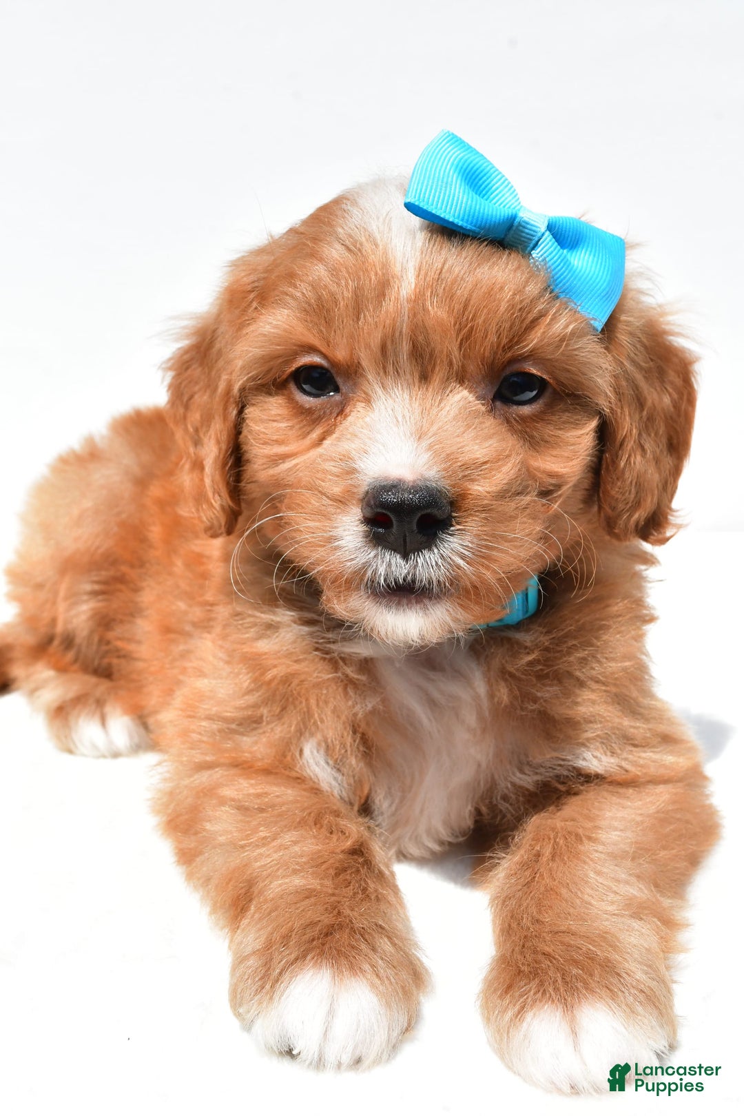 Mini Goldendoodle dogs for sale: Toby - Image 4