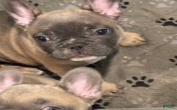 French Bulldog dogs for sale: Zeus - Image 2