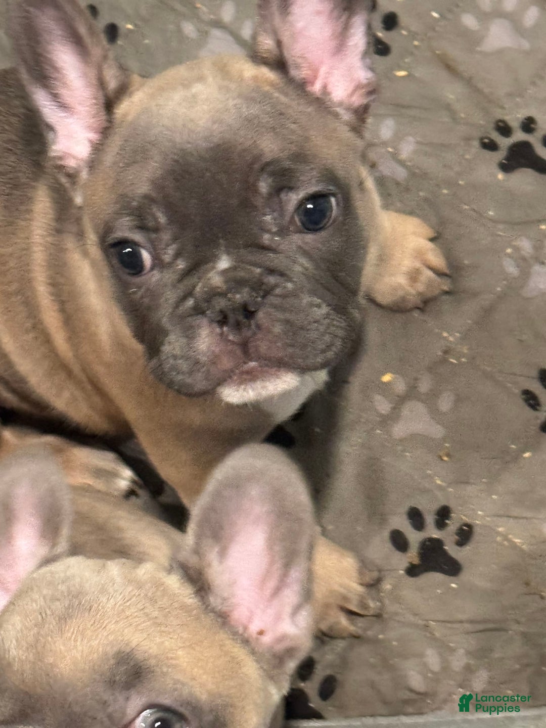French Bulldog dogs for sale: Zeus - Image 2