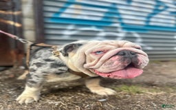 English Bulldog dogs for stud: Crypto - Image 3