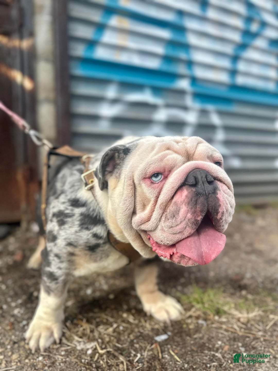 English Bulldog dogs for stud: Crypto - Image 3