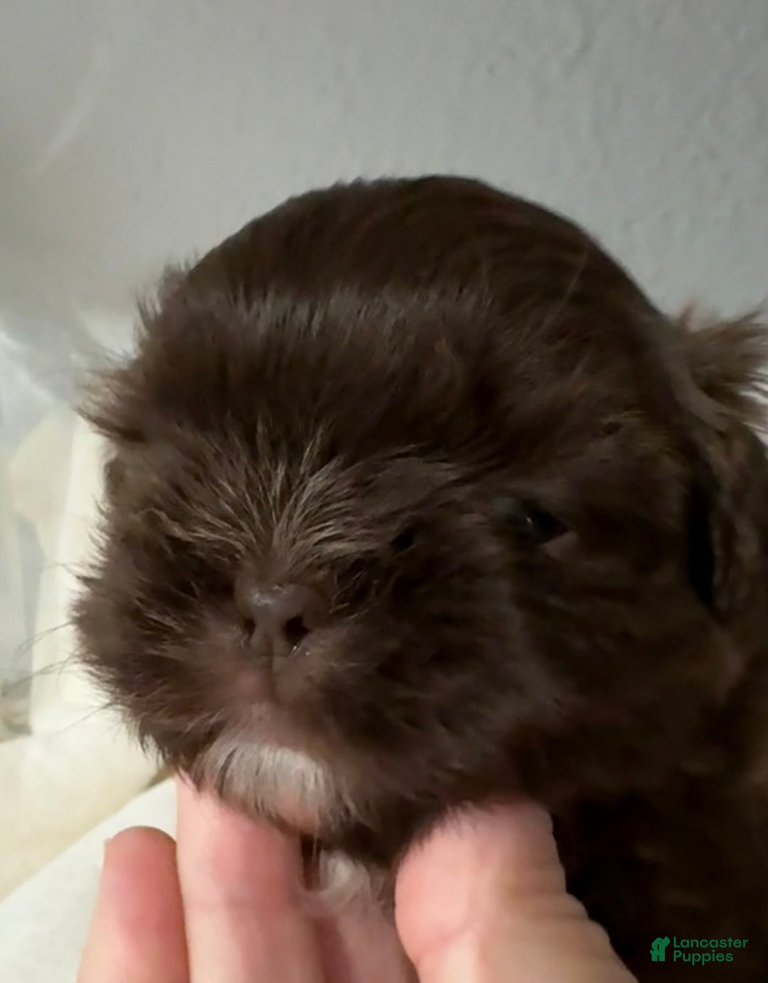 Shih Tzu dogs for sale: Kaylee - Image 24