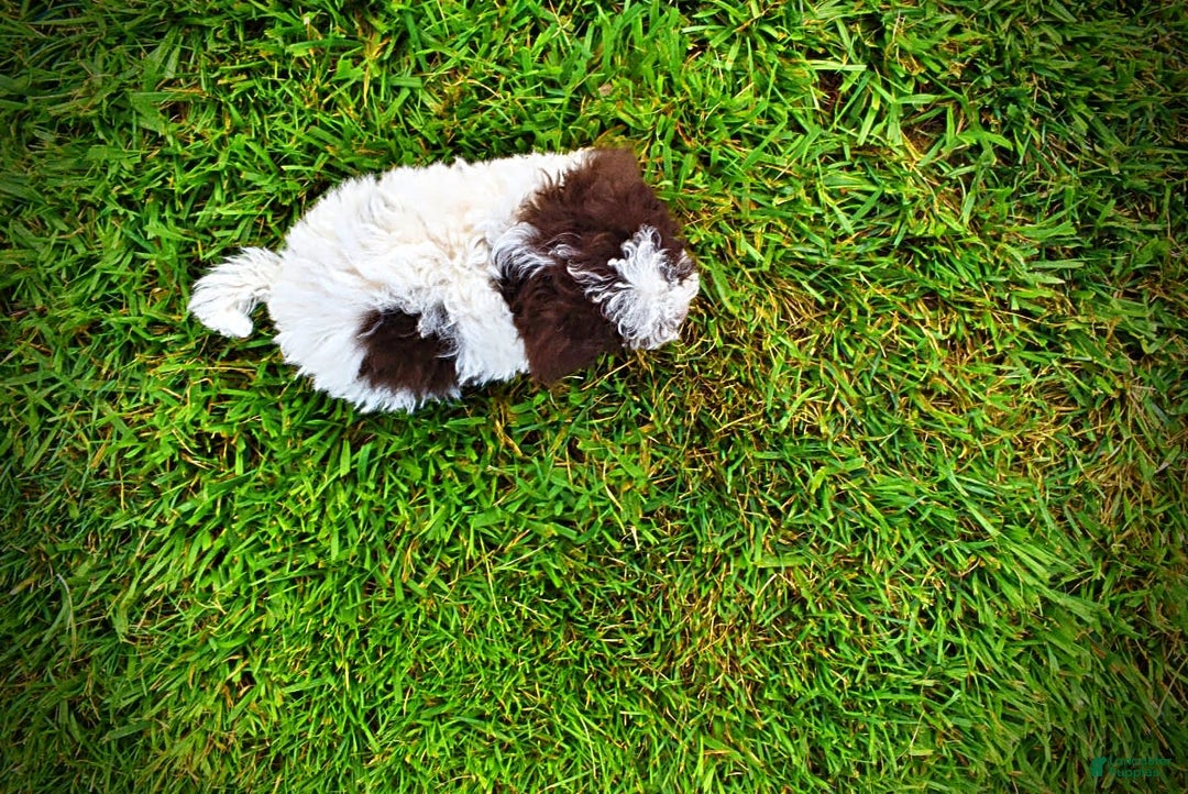 Havapoo dogs for sale: Bella - Image 8