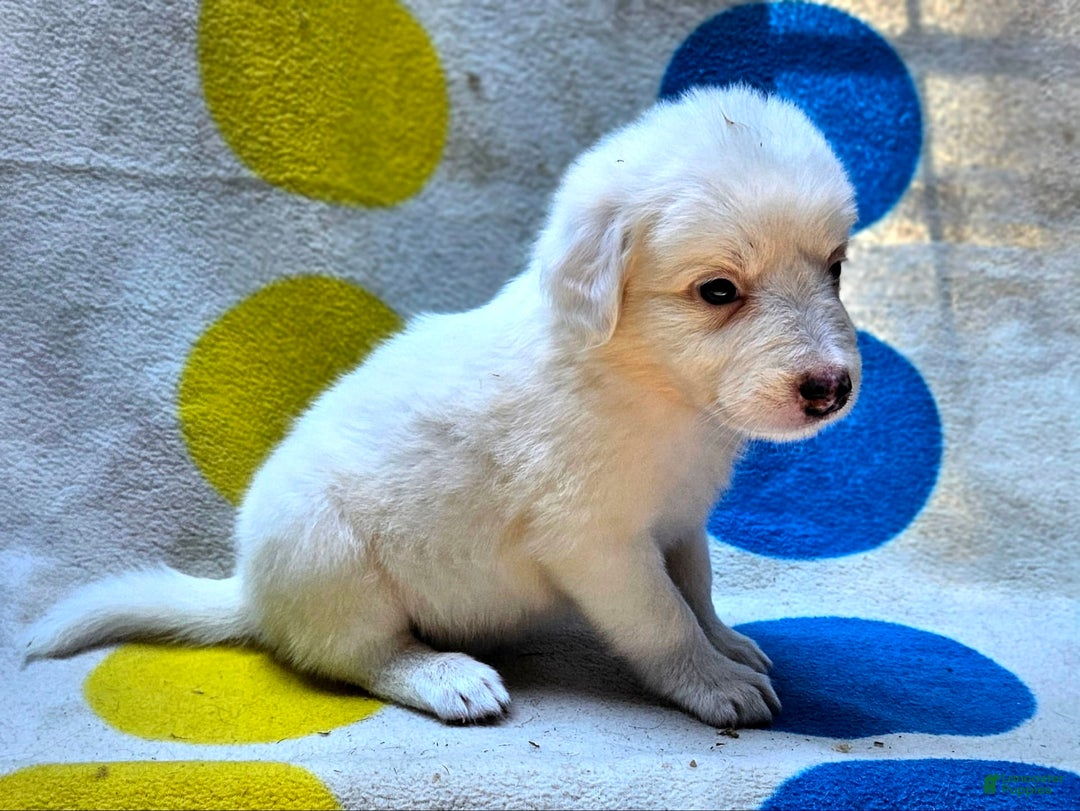 Border Collie dogs for sale: Grace - Image 5