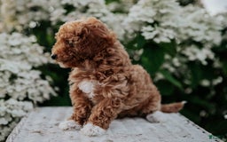 Miniature Poodle dogs for sale: Poppy - Image 7
