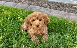 Cockapoo dogs for sale: Howie - Image 10