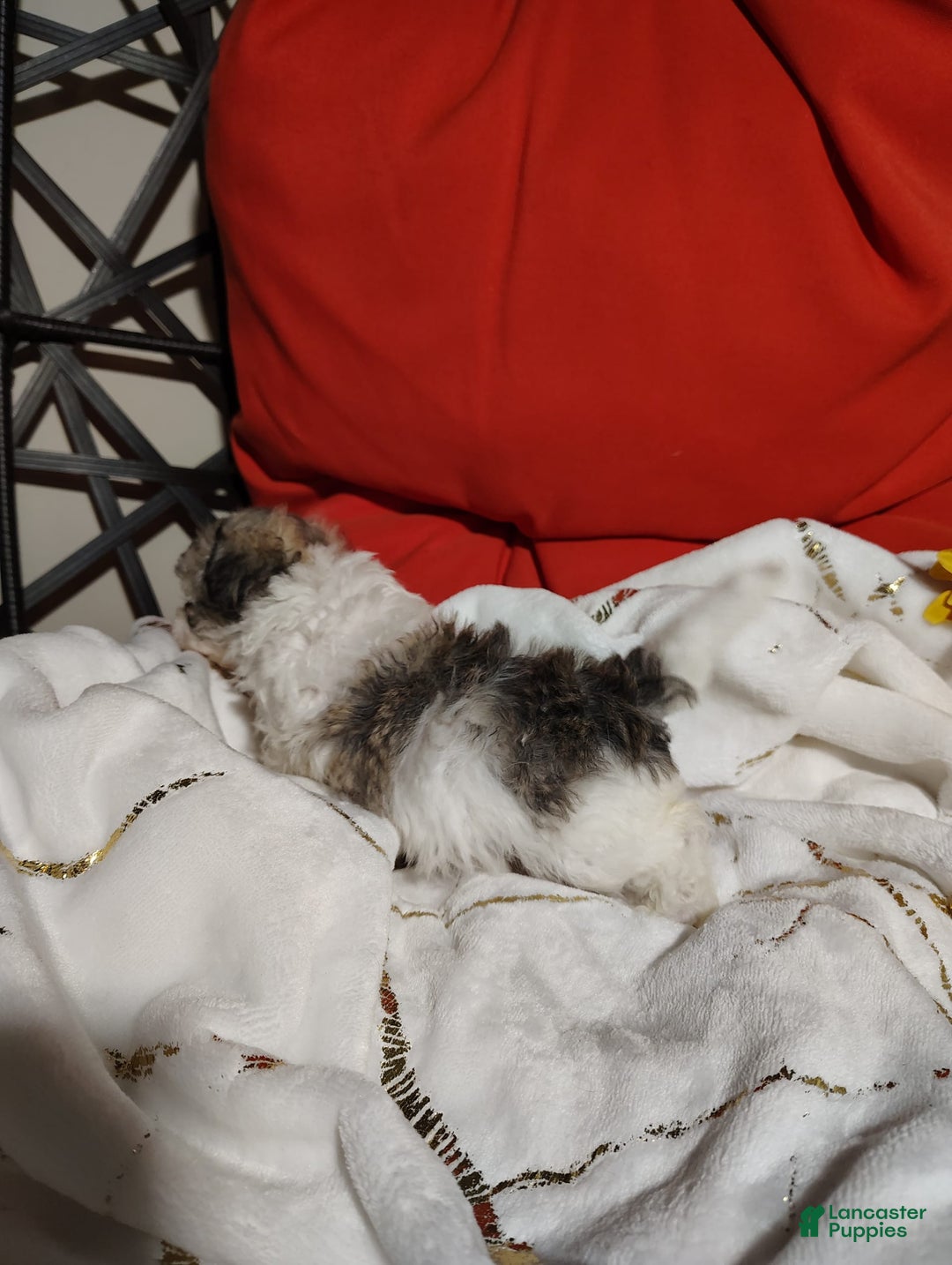Maltipoo dogs for sale: Sweet Pea - Image 1