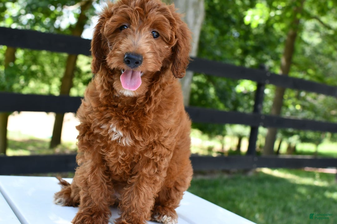 Mini Goldendoodle dogs for sale: Betty - Image 2