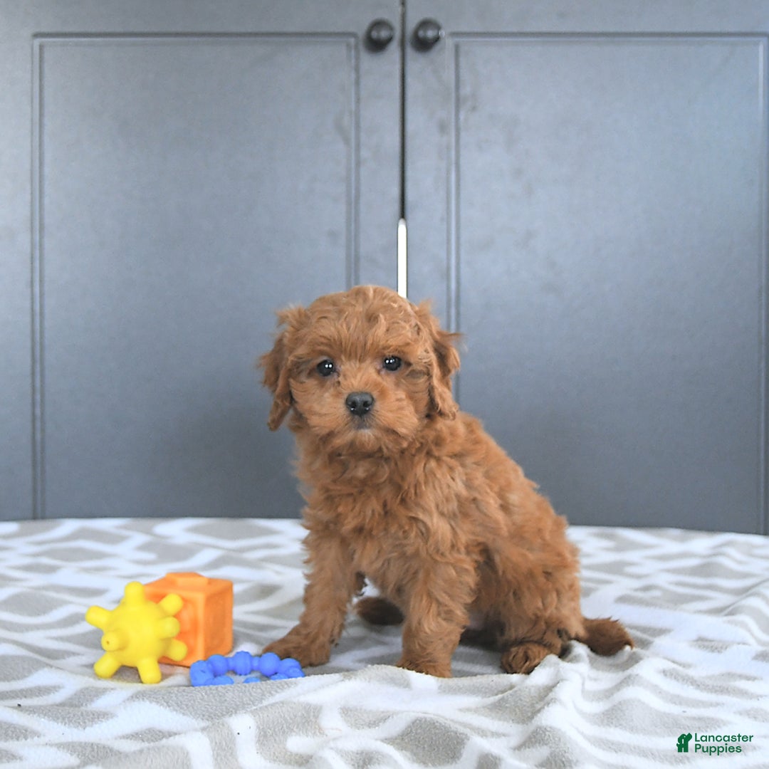 Mini Goldendoodle dogs for sale: Miley - Image 9