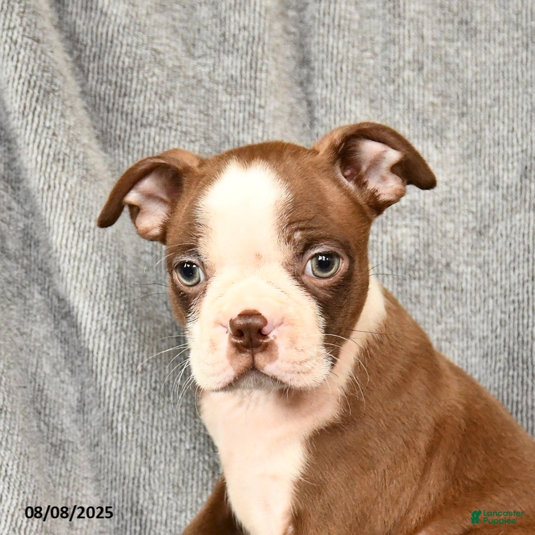 Boston Terrier dogs for sale: Moe - Image 5