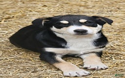 Border Collie dogs for sale: Nicky - Image 2