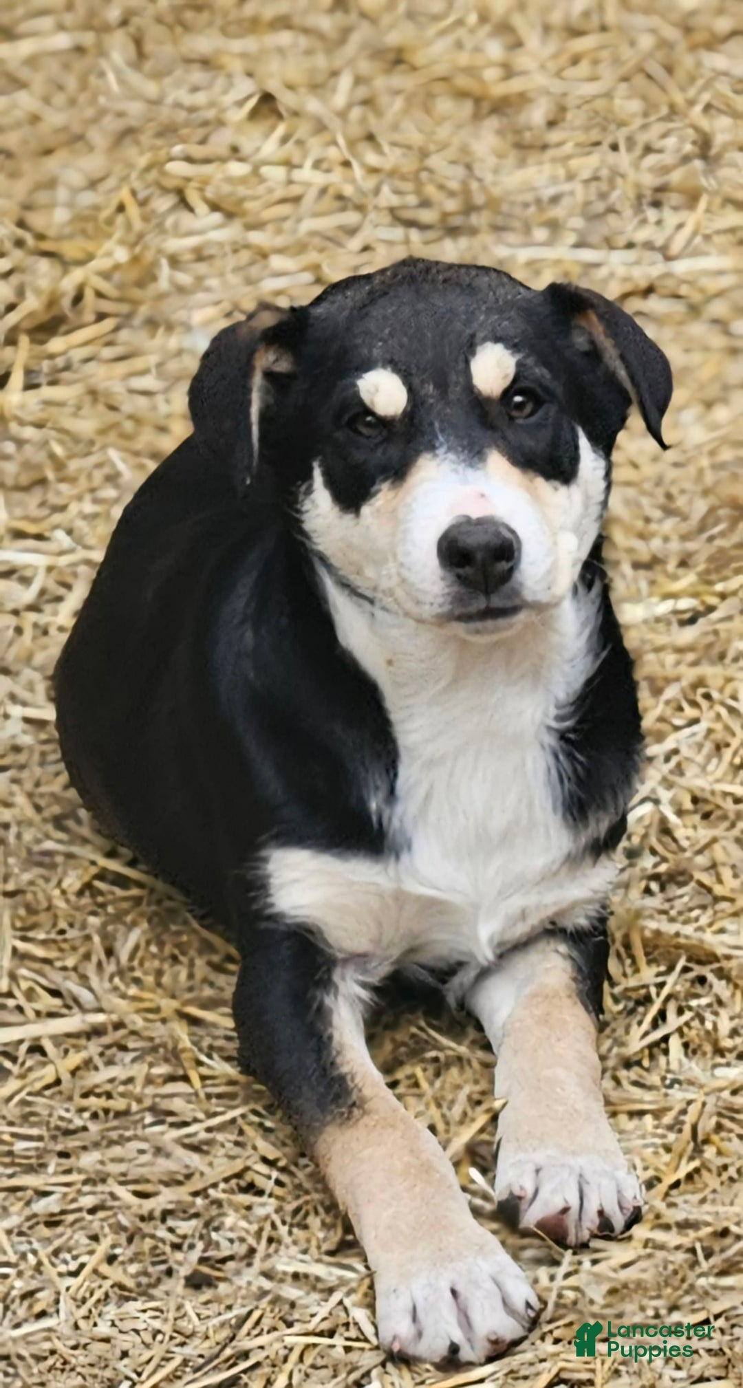 Border Collie dogs for sale: Nicky - Image 2