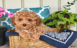 Miniature Poodle dogs for sale: Miniature Poodle 7 puppies - Image 3