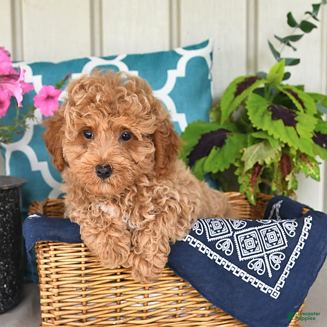 Miniature Poodle dogs for sale: Miniature Poodle 7 puppies - Image 3