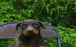 Doberman Pinscher dogs for sale: Petal - Image 2