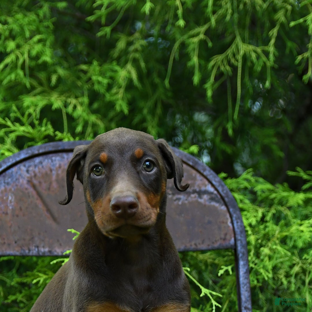 Doberman Pinscher dogs for sale: Petal - Image 2