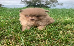 Pomeranian dogs for sale: Merle - Image 5