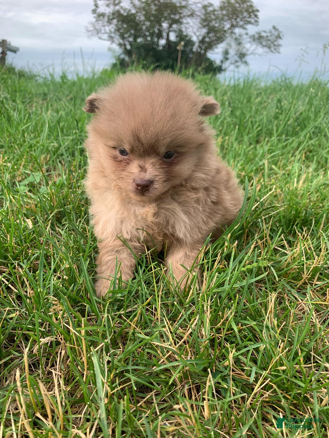Pomeranian dogs for sale: Merle - Image 5