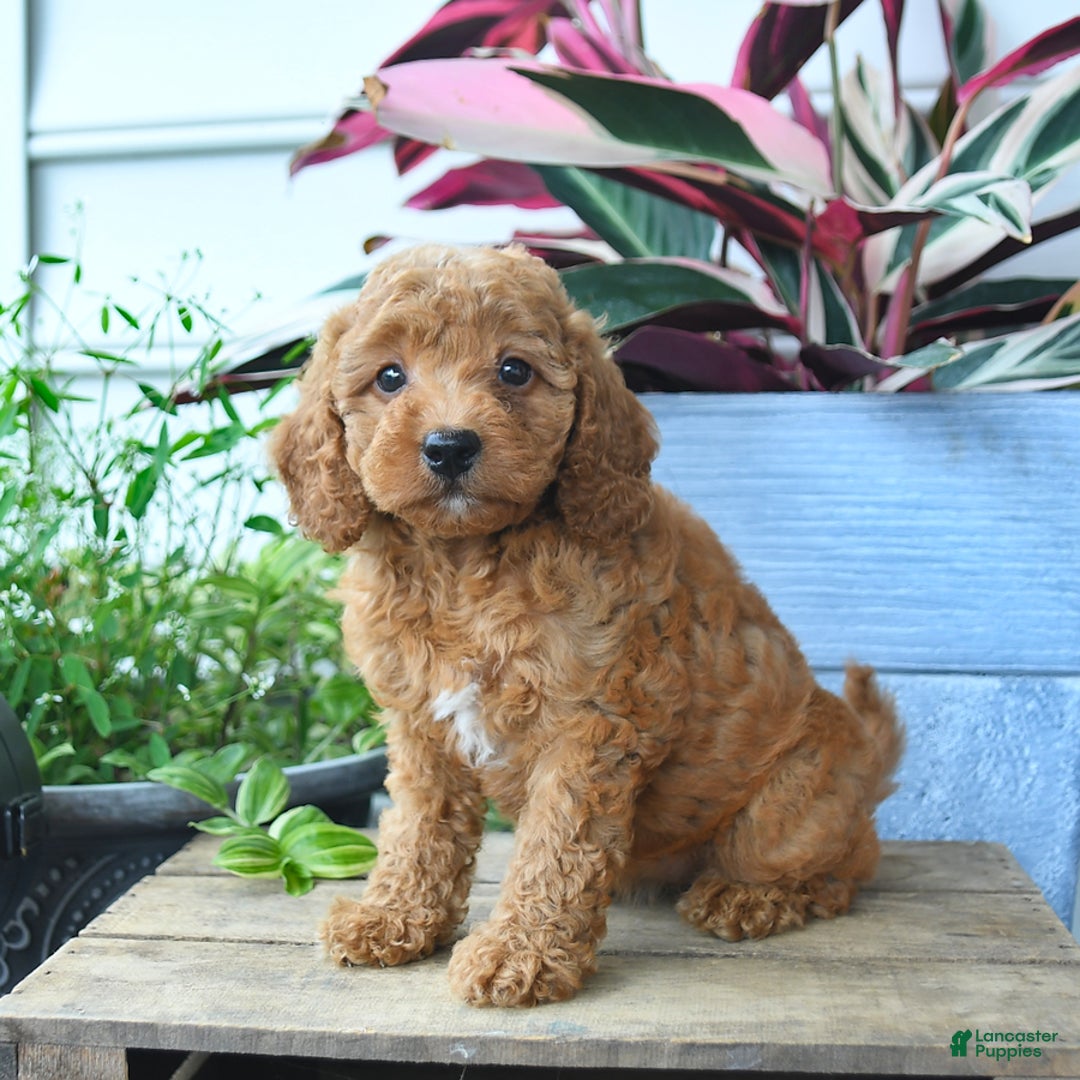 Mini Goldendoodle dogs for sale: Victoria - Image 4